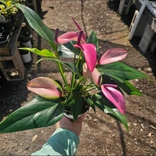 Anthurium Zizou | Andraeanum Anthurium | Pink Plant Pink Flower | 4in pot