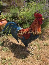 Blue Multicolour Cockerel Garden Sculpture Ornament Bird Rooster Lawn Metal Gift