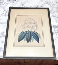 G. Severyns Rhododendron arboreum Botanical Lithograph Framed 1848-1860  Belgium