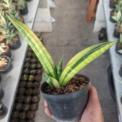 Real Pict Sansevieria Marcopolo Variegated Rare Uniqe Snake Plant
