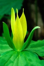 Yellow Trillium- Trillium luteum Perennial Bare Root Live Garden Plant