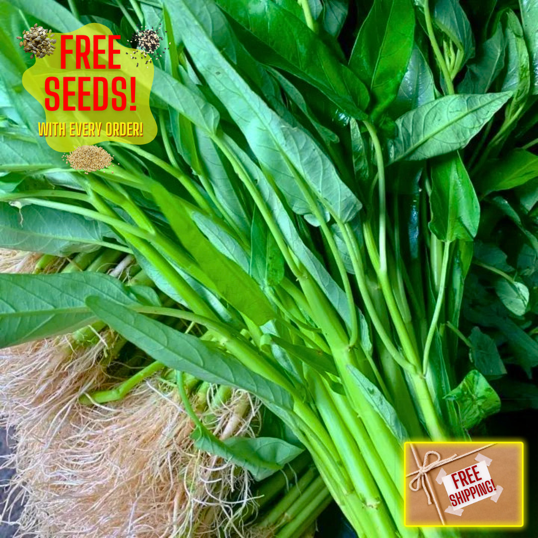 Fresh Water Spinach Seeds | Kangkong | Heirloom Non-GMO | Asian Vegetable Seeds