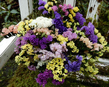 Dried Statice Sinuata Peach, White, Purple Mix 20+ Stems Wildflowers Weddings