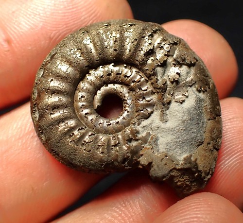 LARGE pyrite ammonite fossil Tropidoceras (31mm) Charmouth Jurassic Coast gift - Picture 2 of 6