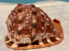 Cypraecassis Rufa Red Bull Mouth Helmet Conch Seashell 5.40x4.13in. 137x90mm #95