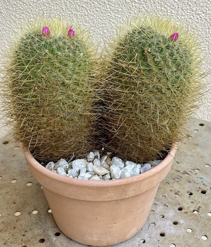 Pincushion Mammillaria Cactus in pot 12 months, H 13, W 18 CM ship bare rooted - Picture 3 of 6