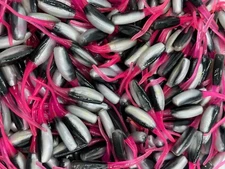 24 pk 2" Black / Firetail Stinger Shad Crappie Fishing Bluegill Perch