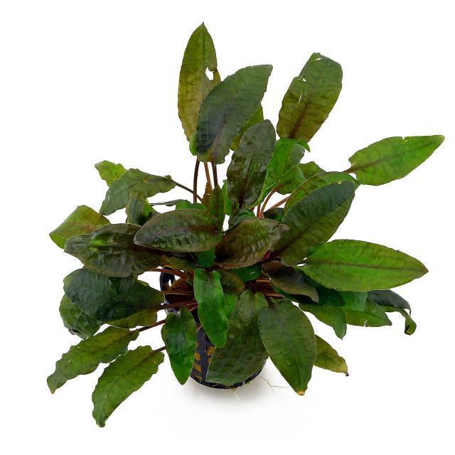 Cryptocoryne Beckettii Brown El Paso Mall Pot Crypt Live BUY2 Aquarium Outlet ☆ Free Shipping Plants