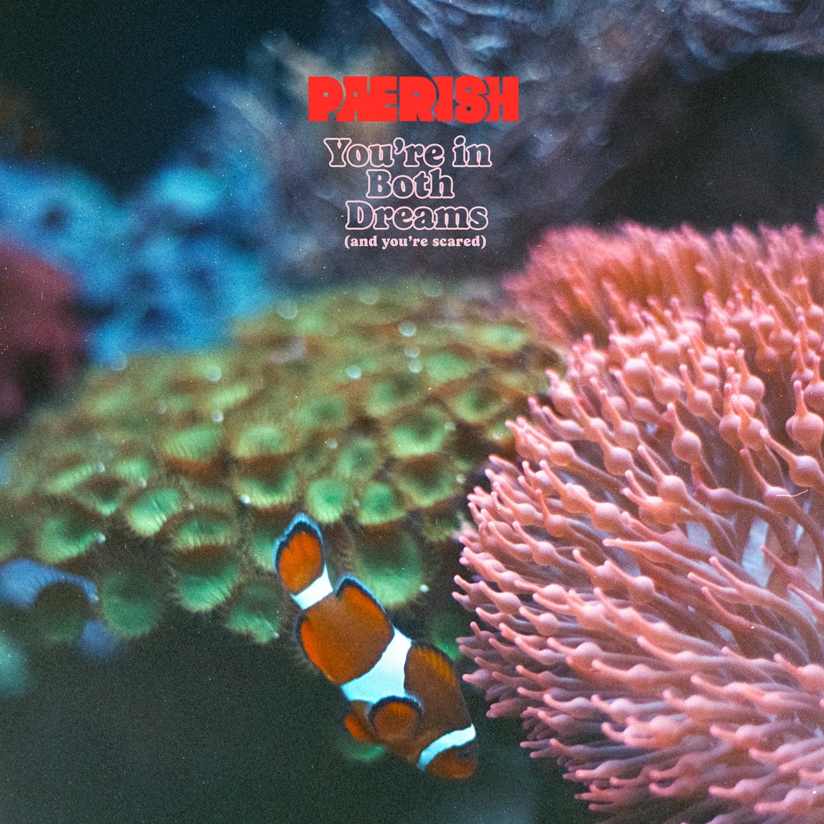 Альбом PAERISH Youre in Both Dreams (И ты напуган) (винил) 12 (ИМПОРТИРОВАН из Великобритании)