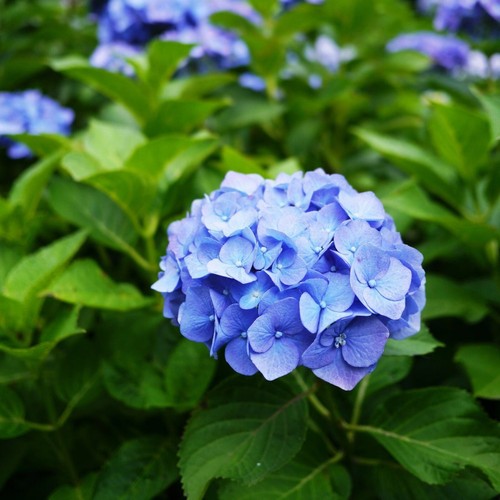 Hydrangea Blue Large Plant in 5L Pot - 50-60cm in Height Garden Ready - Picture 4 of 6