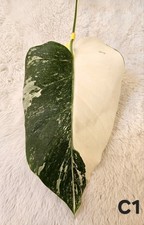 Highly Variegated Monstera Albo Splash Cutting
