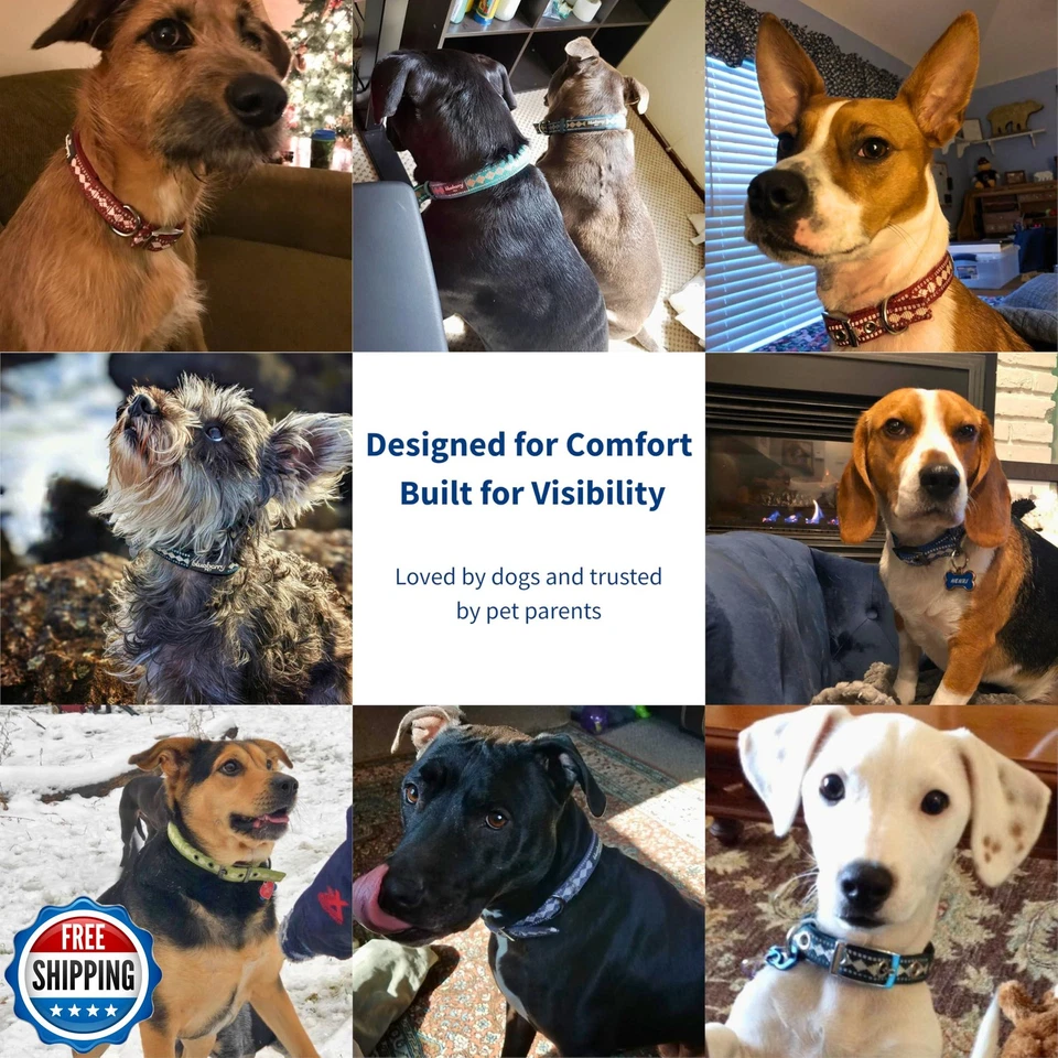 蓝莓宠物反光提花狗项圈带氯丁橡胶衬垫和金属 — 第 3/4 张图片