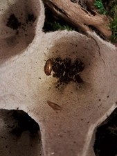 Little kenyan Roach 25 Nymphs