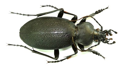 COLEOPTERA CARABIDAE CARABUS VIOLACEUS from CZECH REPUBLIC