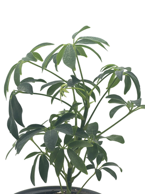 Dwarf Umbrella Tree (Schefflera Arboricola) – Live Houseplant – 6
