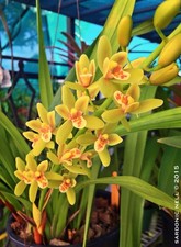 Cymbidium PeeWee 'Solana Beach' HCC/AOS  5  Pot
