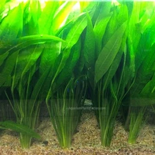 Amazon Sword Mother XL | Aquarium Plants Factory®