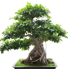 Ficus benghalensis, Banyan Fig - 200 Se eds