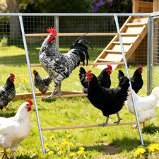 Round Chicken Roosting Perch 55"x41" Coop Stand for Backyard Poultry Easy Clean