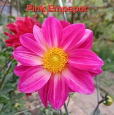 Semi di dalia fiori da giardino 10 semi 1,30€