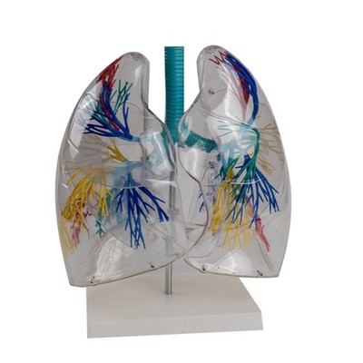 Transparent PVC Lungs Anatomy Model for Educational Training Aids
