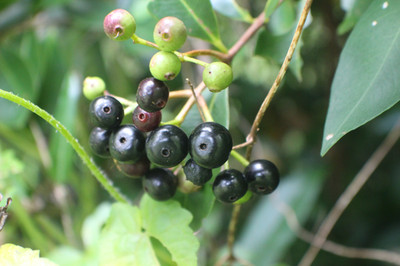 South Indian Plum Tree | Syzygium caryophyllatum Dan Dried Rare Plant  3.5-26oz