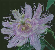 Passion Flower Counted Cross Stitch CHART No.20-122
