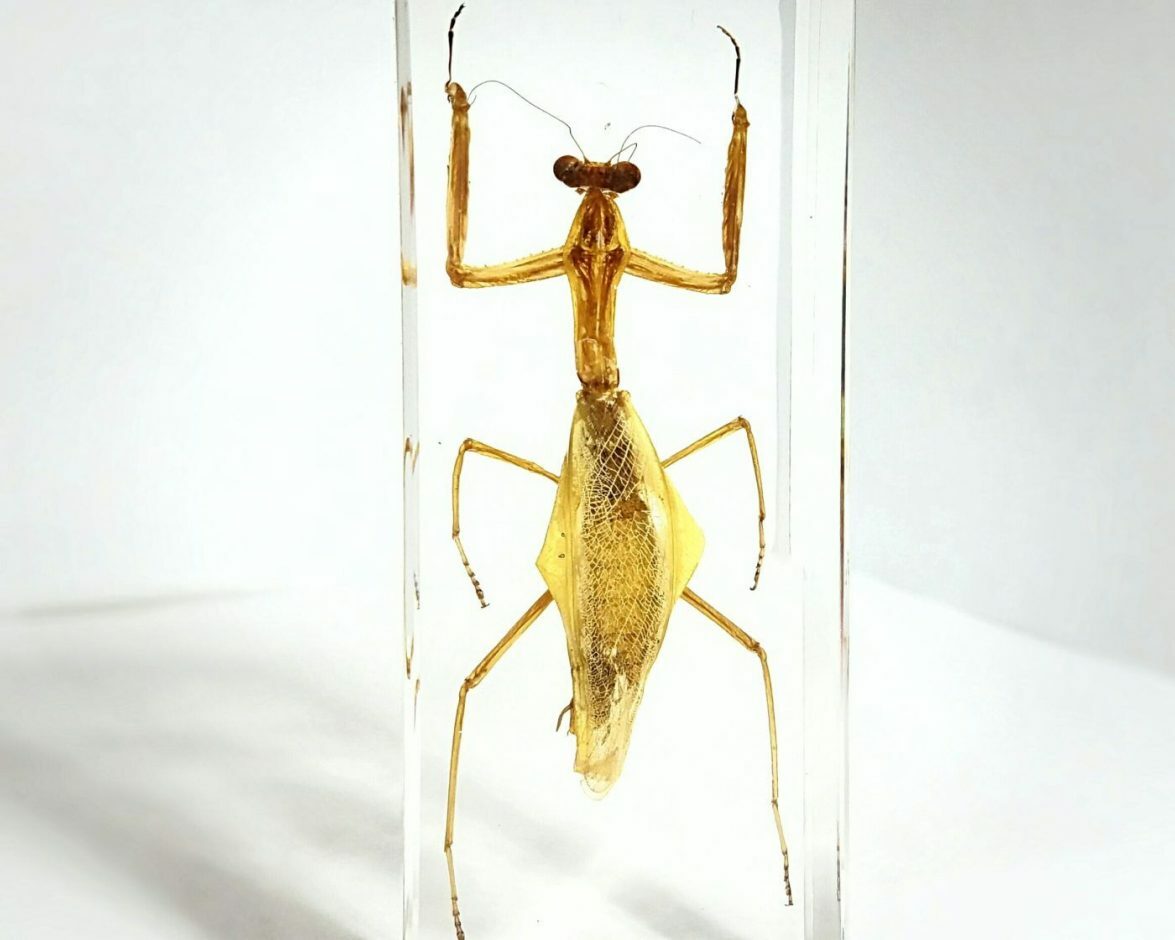 Real Praying Mantis in Resin, Insects in Lucite, Oddities
