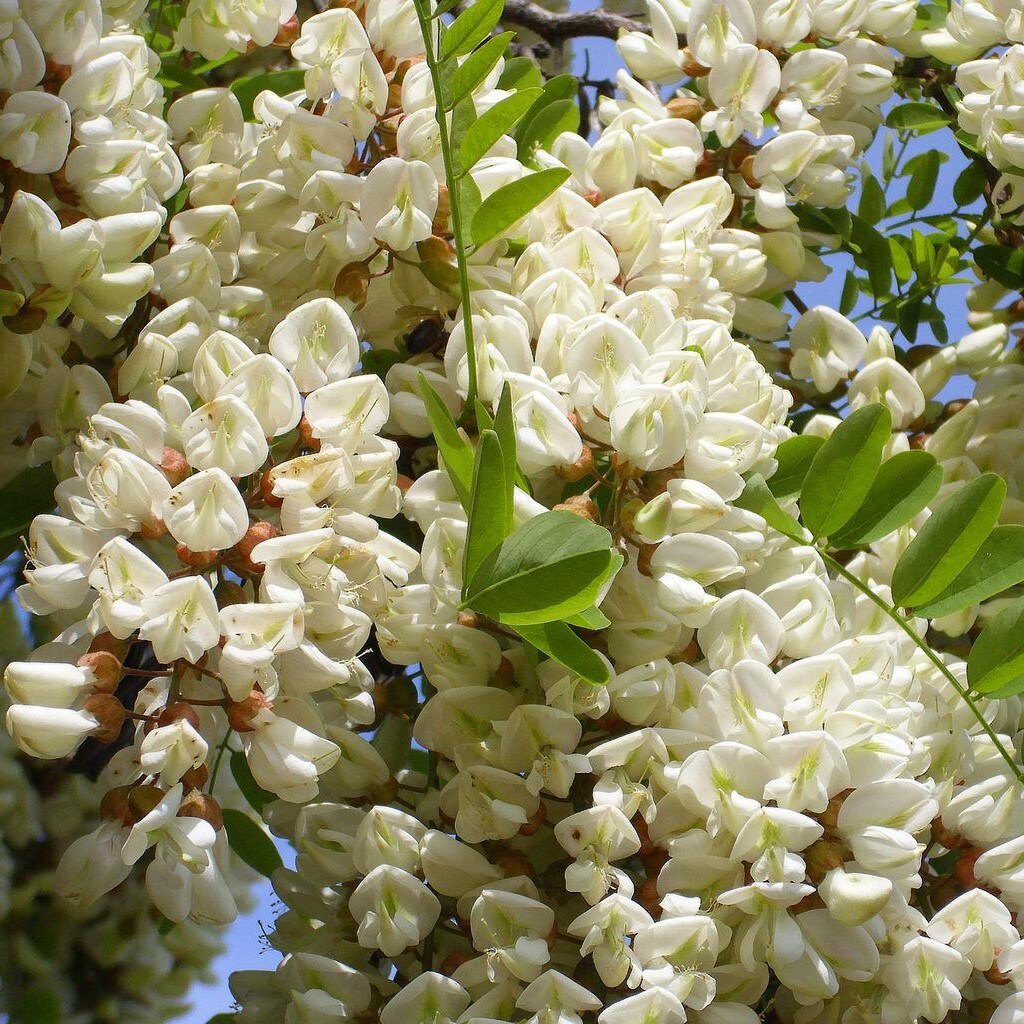 Black Locust Bonsai Tree 'Robinia Pseudoacacia' 20 Rare Plant Seeds | eBay