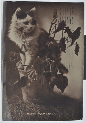 c1907 - ''Happy Moments'' Cat in Flower Pot - Antique Postcard - Posted - Troy, NY