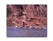 Whitetail Buck Deer Running in Lake Wildlife Picture 8x10 Art Print