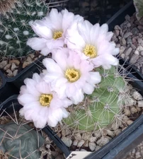 Acanthocalycium violaceum Argentina Barrel Cactus Light Pink Flowers