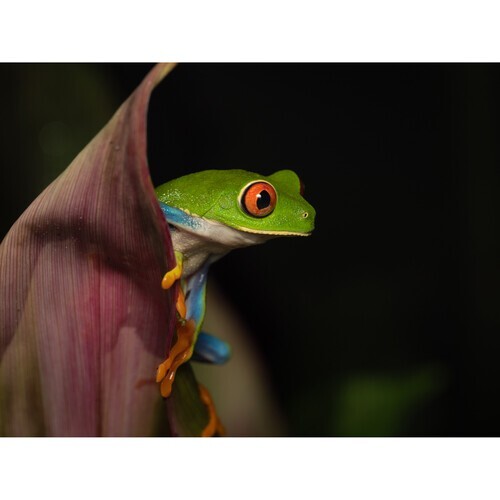 Olympus OM System M.Zuiko Digital ED 90mm f3.5 Macro IS PRO Lens - Picture 5 of 9