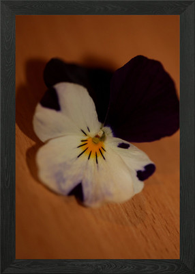 Viola blühend Nahaufnahme gerahmtes Wandbild Poster Leinwanddruck Bild