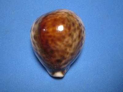 Cypraea tigris (Linnaeus,1758) ''HEART-SHAPED!''  (64.9mm)