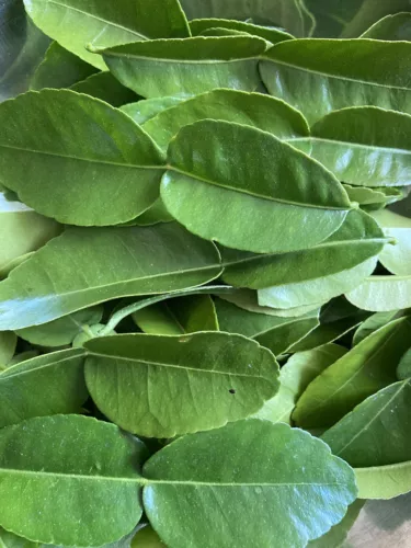 Fresh Healthy Organic Kaffir Lime Leaves Family Grown-Fresh Picked to Order