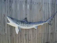 Tiger Shark Replica 42 Inch Whole Mount Call 352-457-9030