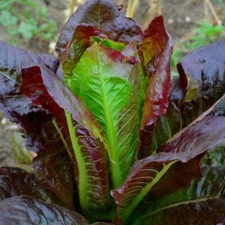 1000 CIMMARON LETTUCE SEEDS ~ 2026 ~ heirloomseedguy ~ USA