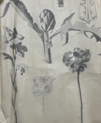 Antique Architecture Original Drawing Flowers, Floral, Artichoke