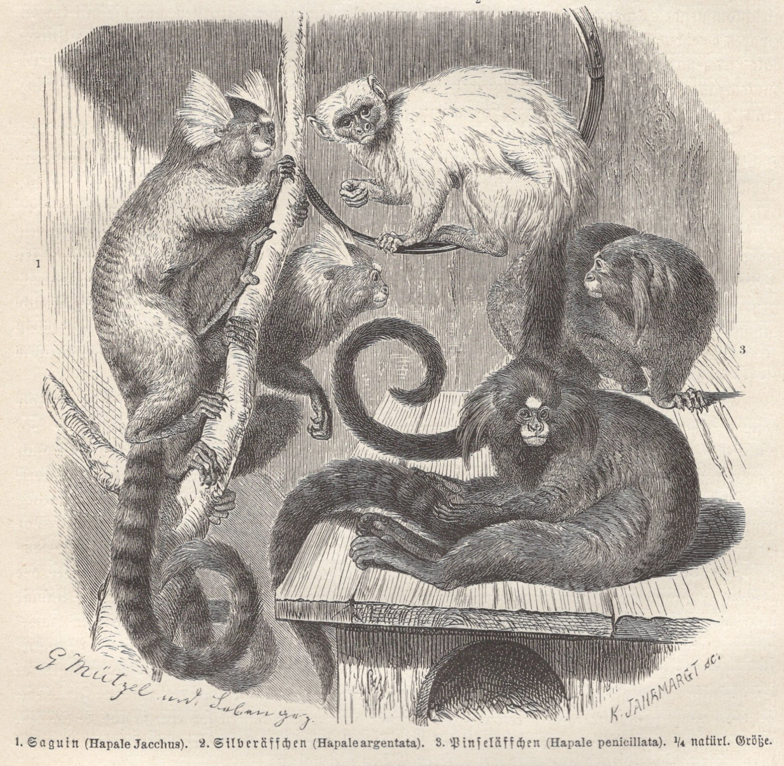 1883 Brehms Thierleben Wood Engraving Marmoset Monkeys Original Antique Print