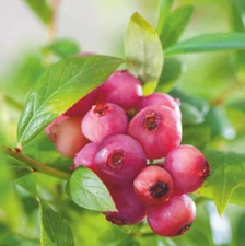 Pink Lemonade Blueberry – Live 3-Year Plant in 1-Gal Pot – Pink Berries &Foliage