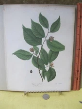 Vintage Print,BEECH,Chromo,Endicott,Tree