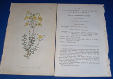 1792 Curtis Botanical Color Plate #178 Hypericum Coris St. Johns Wort Flower Art