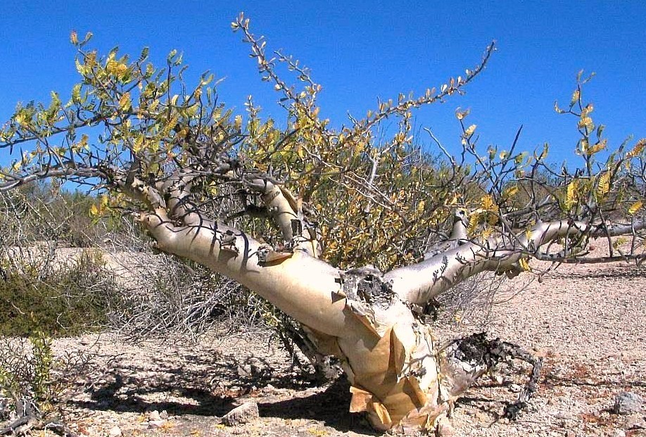 Pachycormus discolor, Elephant Tree Caudiciform trunk caudex