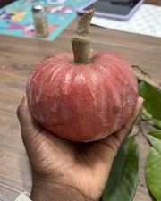 Red Custard Apple Annona reticula Exotic Fruit - 5 Seeds