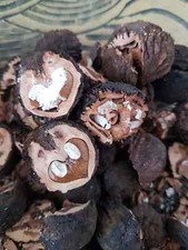Nogal negro con cáscara 250gr.(Juglans nigra)