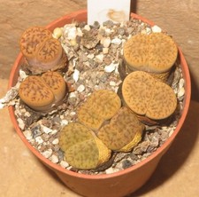 Lithops hookeri var. dabneri Mesembs Sukkulenten Lebende Stein EB-MS1459-T5