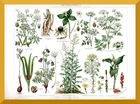 Poisonous plants + original graphic/lithograph 1895 + toxilogy, aaron rod, hemlock