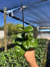 Hoya Krinkle | Live Indoor & Outdoor Tropical House plant in 4" Pot
