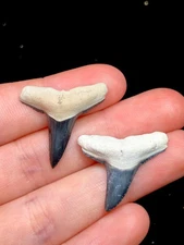 Pair Of BV Lemon Shark Tooth Fossil Sharks Teeth Megalodon Florida